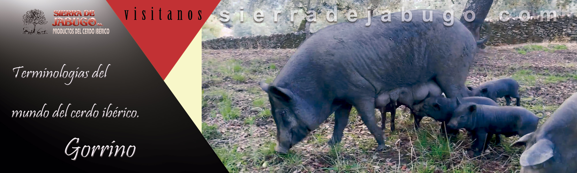 Words related to the world of the Iberian pig